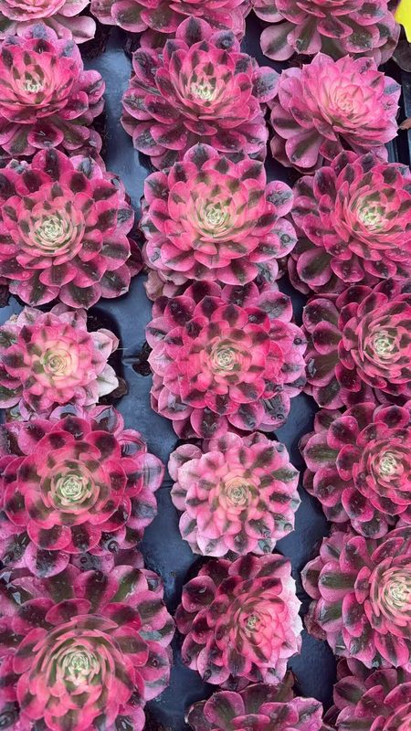 Aeonium 'Peerless Beauty' (倾城穴盘) — plug-tray start, SouthQuest Farm