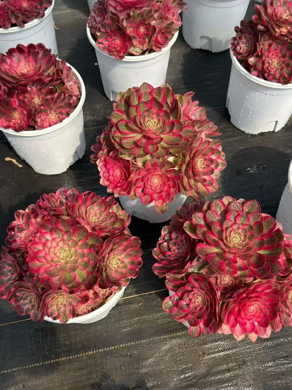 Aeonium 'Peerless Beauty' (倾城) — single rosette, SouthQuest Farm