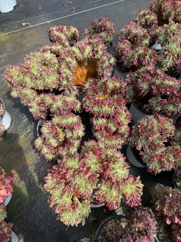 Aeonium 'Rain-Flower Stone' (雨花石缀) — crested (cristate), SouthQuest Farm