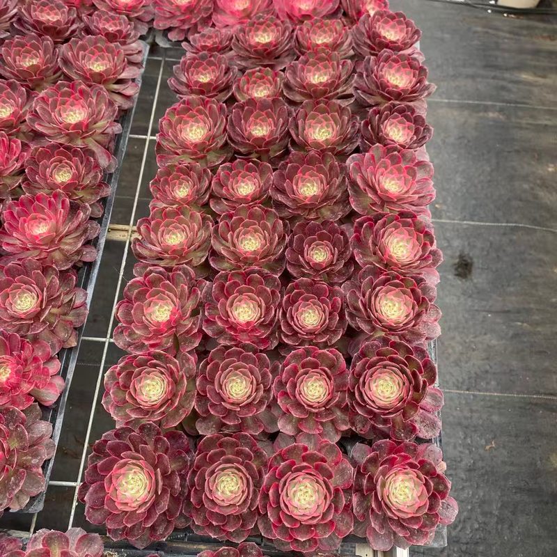 Aeonium 'Red Cat' (红猫穴盘) — plug-tray start, SouthQuest Farm