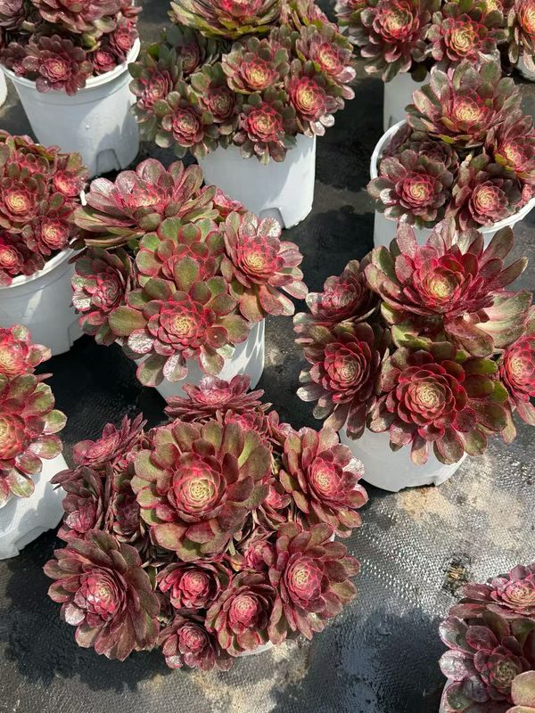 Aeonium 'Red Cat' (红猫) — single rosette, SouthQuest Farm