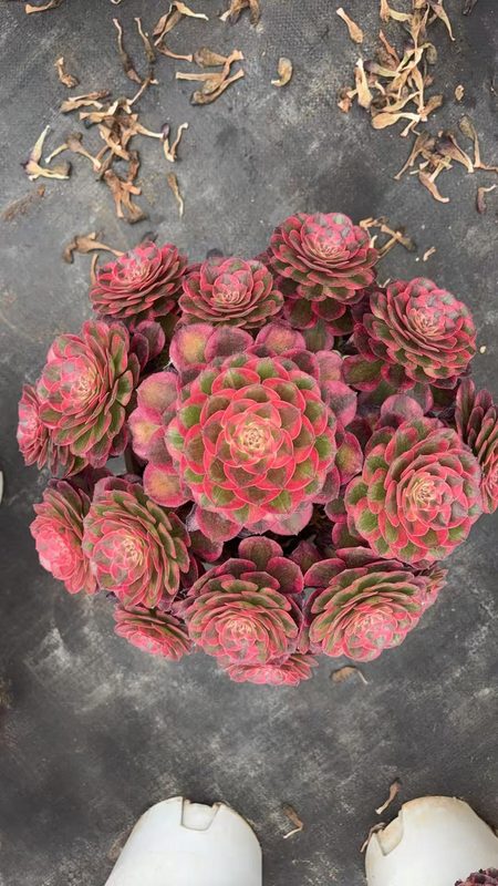 Aeonium 'Crimson Flame Lotus' (赤焰莲锦 (L)) — single rosette, SouthQuest Farm