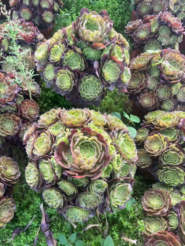 Aeonium 'Samsara' (轮回) — single rosette, SouthQuest Farm