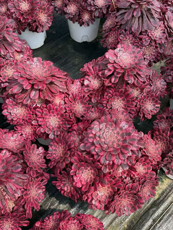 Aeonium 'Rouge Beauty' (红颜老桩大群) — old-stalk specimen cluster, SouthQuest Farm