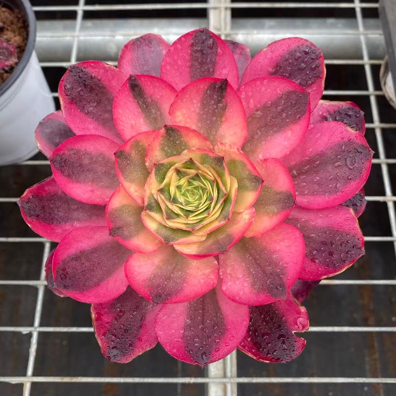 Aeonium 'Ruyi' (如意（12杯）) — potted starter plant, SouthQuest Farm