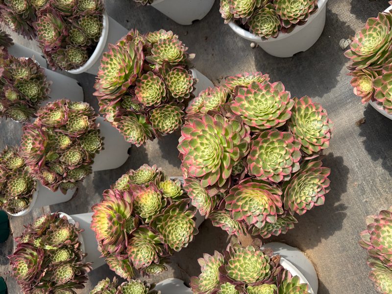 Aeonium 'Sea Fairy' (海仙) — single rosette, SouthQuest Farm