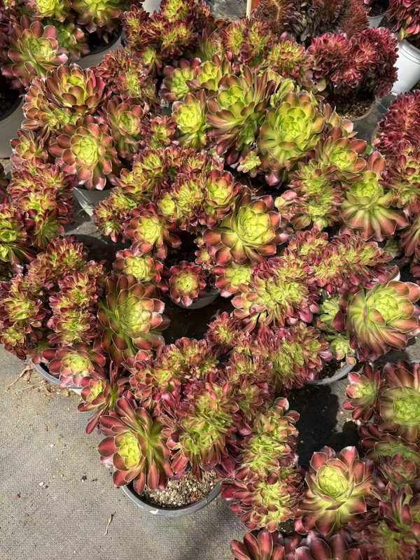 Aeonium 'Radiant Years' (韶华缀) — crested (cristate), SouthQuest Farm
