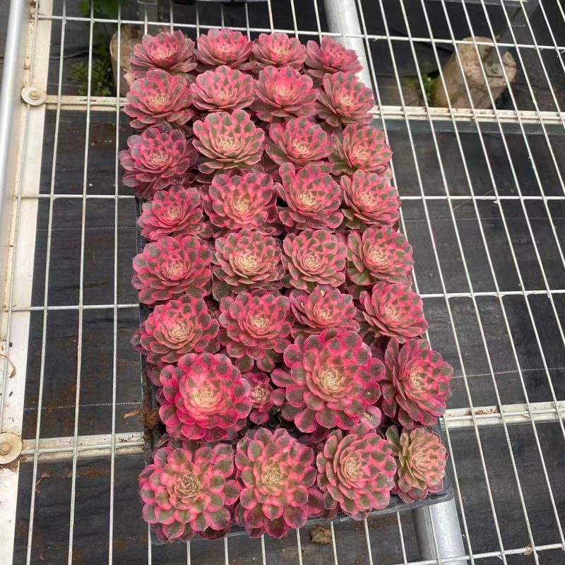 Aeonium 'Candy Heart' (糖心锦穴盘) — plug-tray start, SouthQuest Farm