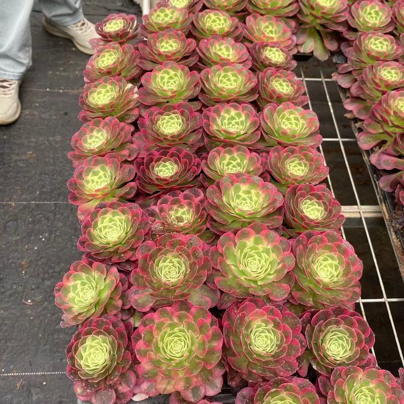 Aeonium 'Moon in Water' (水中月穴盘) — plug-tray start, SouthQuest Farm