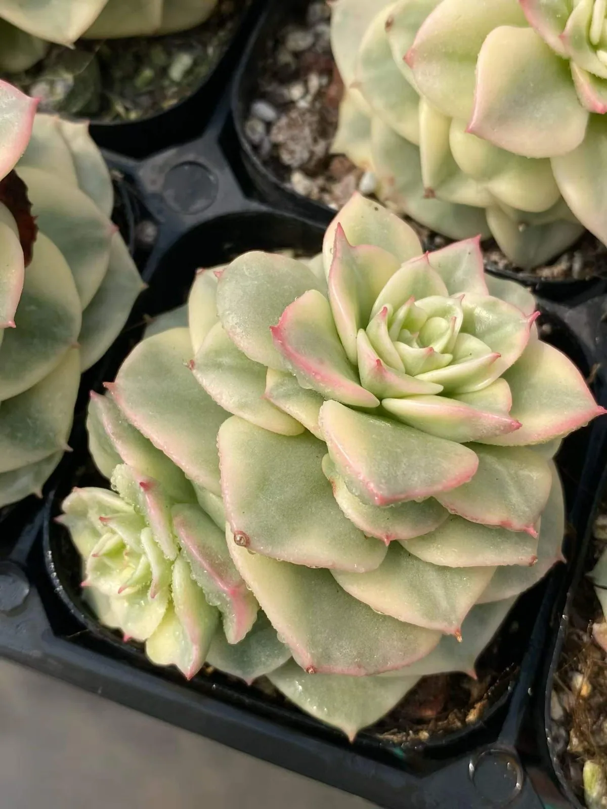 Aeonium 'Wax Peony' Variegated (蜡牡丹锦) succulent — wholesale bare-root export, SouthQuest Farm