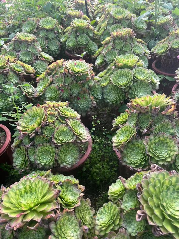 Aeonium 'Zhifou' (知否 (L)) — single rosette, SouthQuest Farm