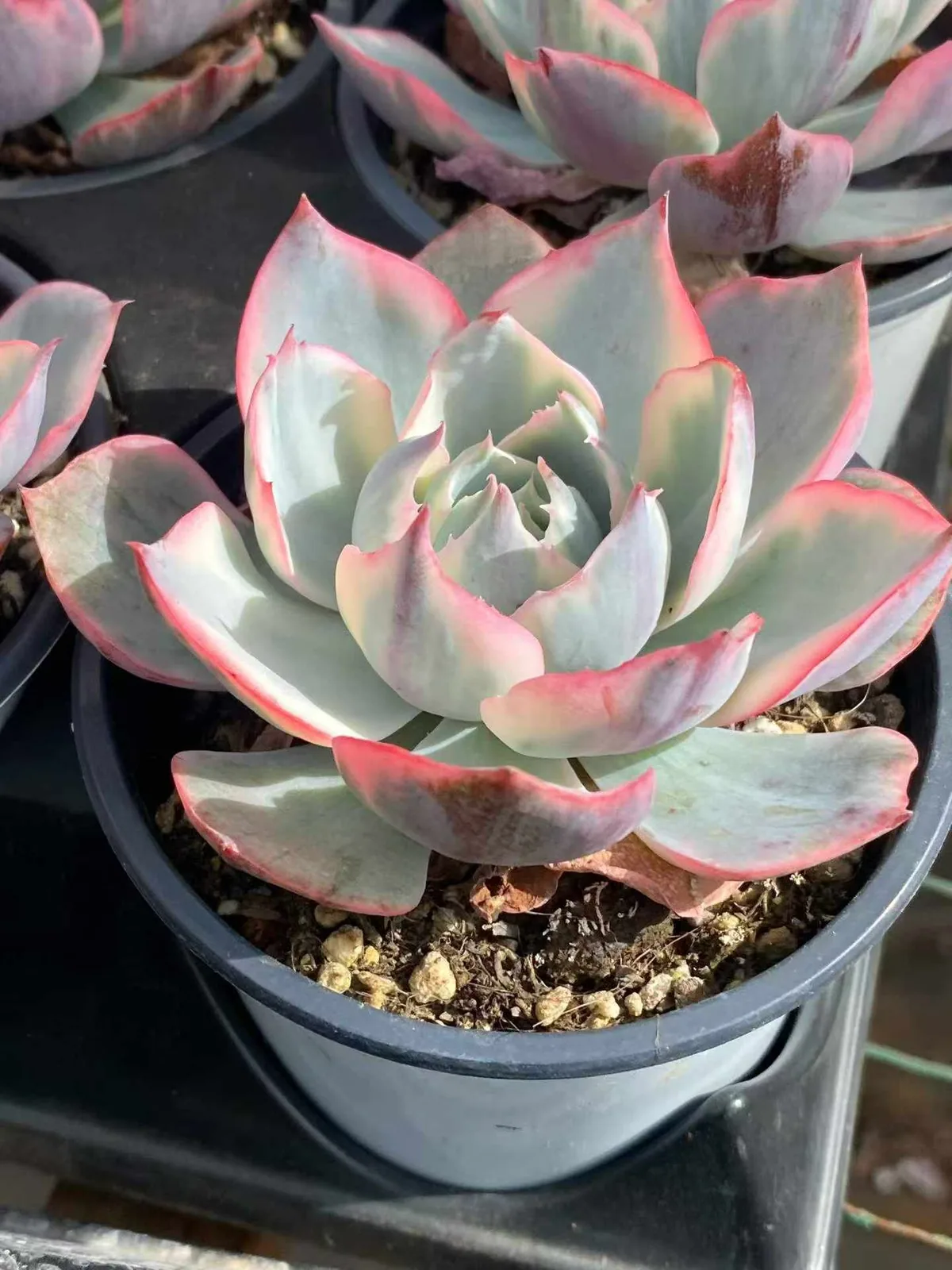 Amethyst Star Variegated (阿美星锦) succulent — wholesale bare-root export, SouthQuest Farm