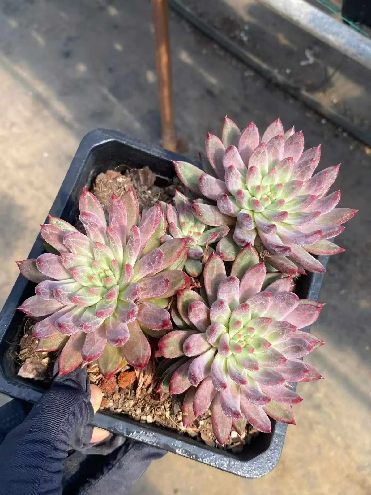 Awakening of Insects 3 Heads (惊蛰三头) succulent — wholesale bare-root export, SouthQuest Farm