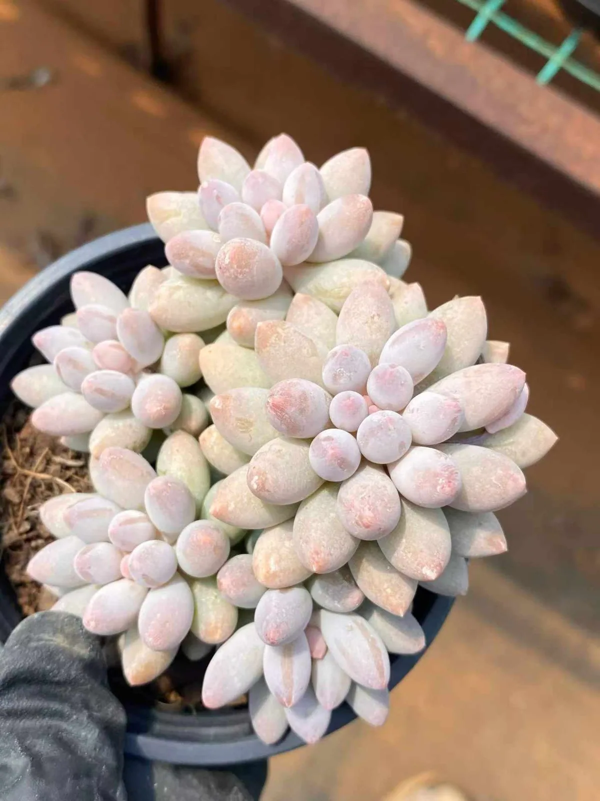 Baby Finger (婴儿手指) succulent — wholesale bare-root export, SouthQuest Farm