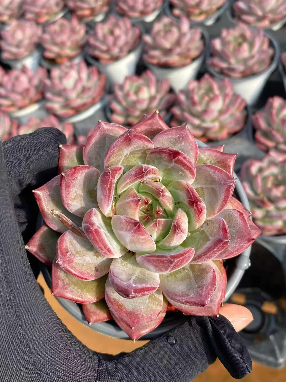 Basava (巴萨瓦) succulent — wholesale bare-root export, SouthQuest Farm