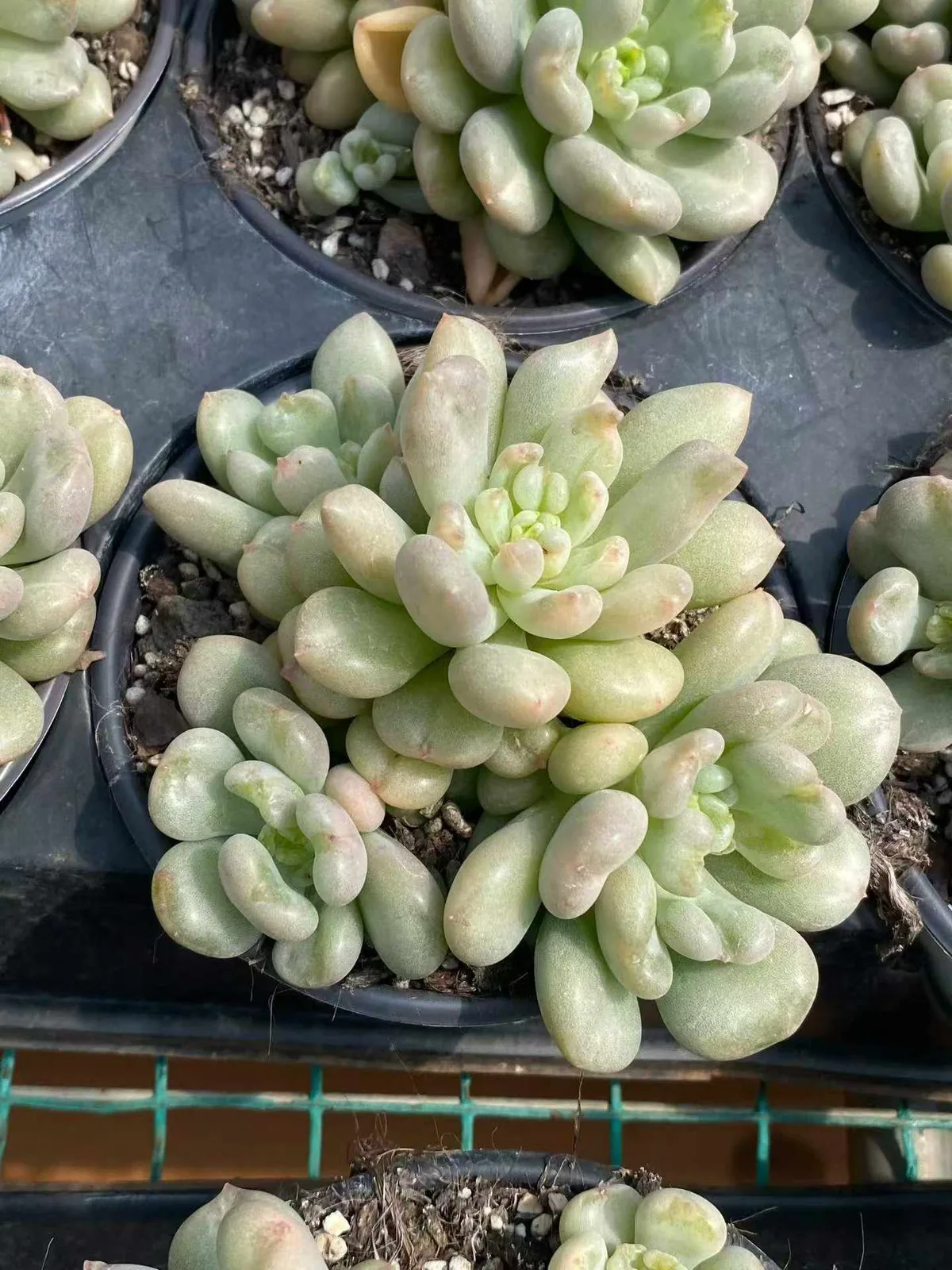 Bayi Cluster (贝伊群) succulent — wholesale bare-root export, SouthQuest Farm