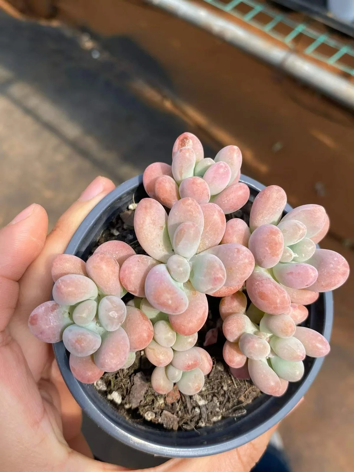Big Star (胖大星) succulent — wholesale bare-root export, SouthQuest Farm