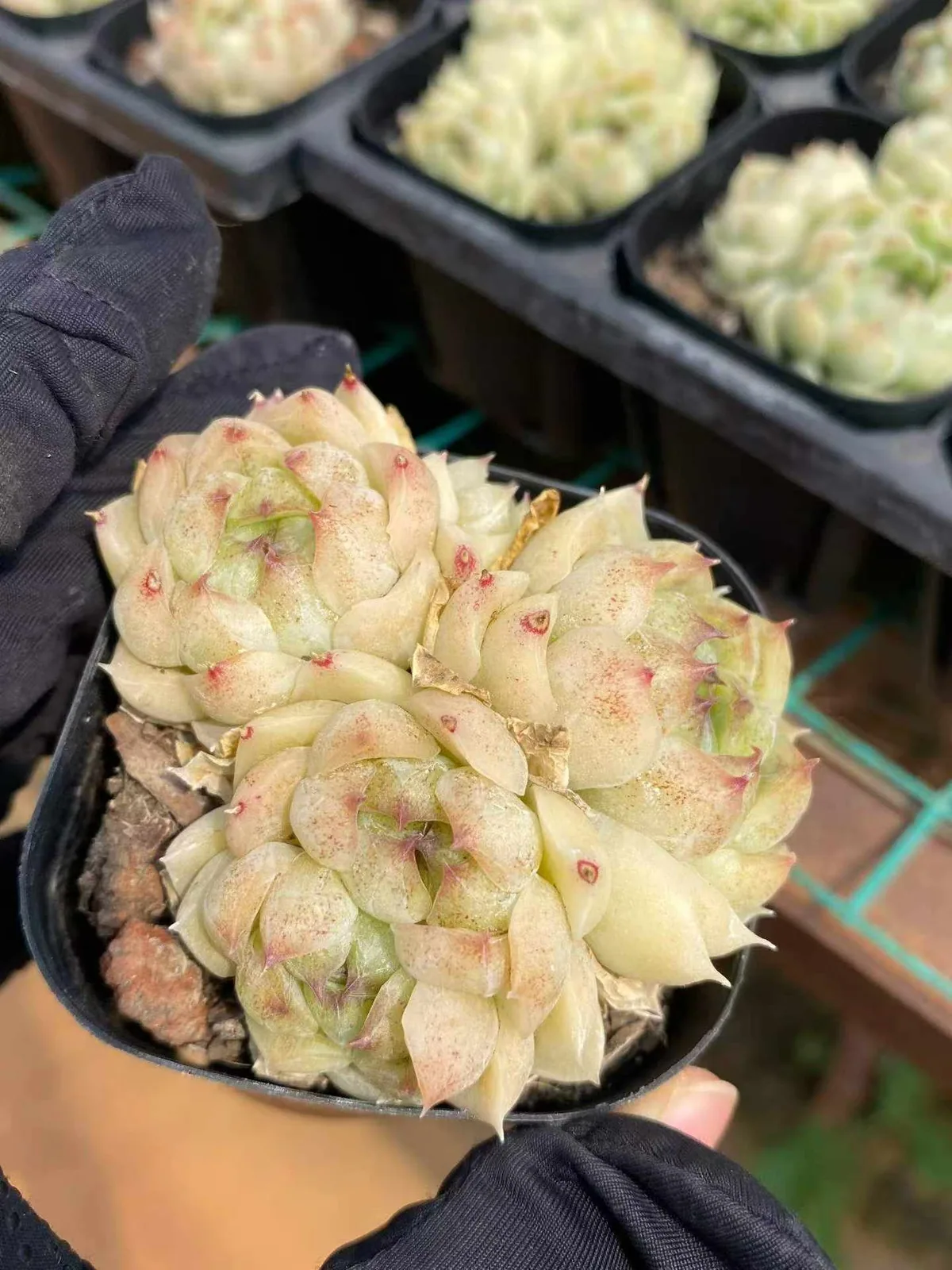 Black Pearl Cluster (黑珍珠群) succulent — wholesale bare-root export, SouthQuest Farm