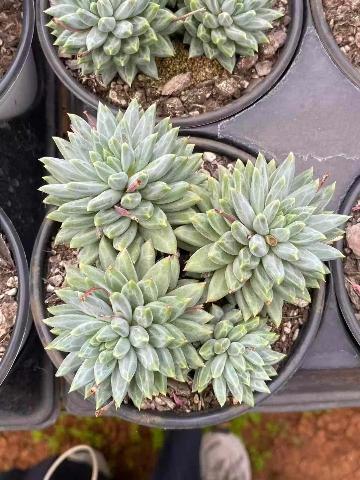 Blue-and-White Porcelain Cluster (青花瓷群) succulent — wholesale bare-root export, SouthQuest Farm