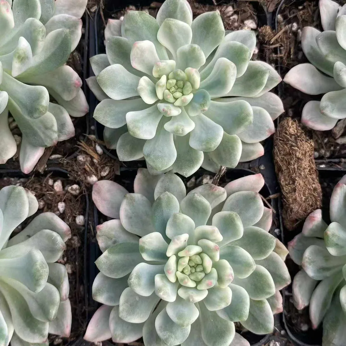 Blue Apple Variegated Single (蓝苹果锦单头) succulent — wholesale bare-root export, SouthQuest Farm
