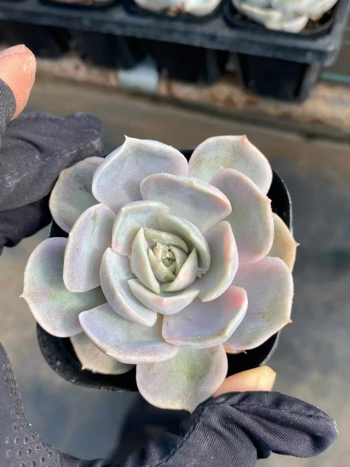 Blue Surprise Variegated (蓝色惊喜锦) succulent — wholesale bare-root export, SouthQuest Farm