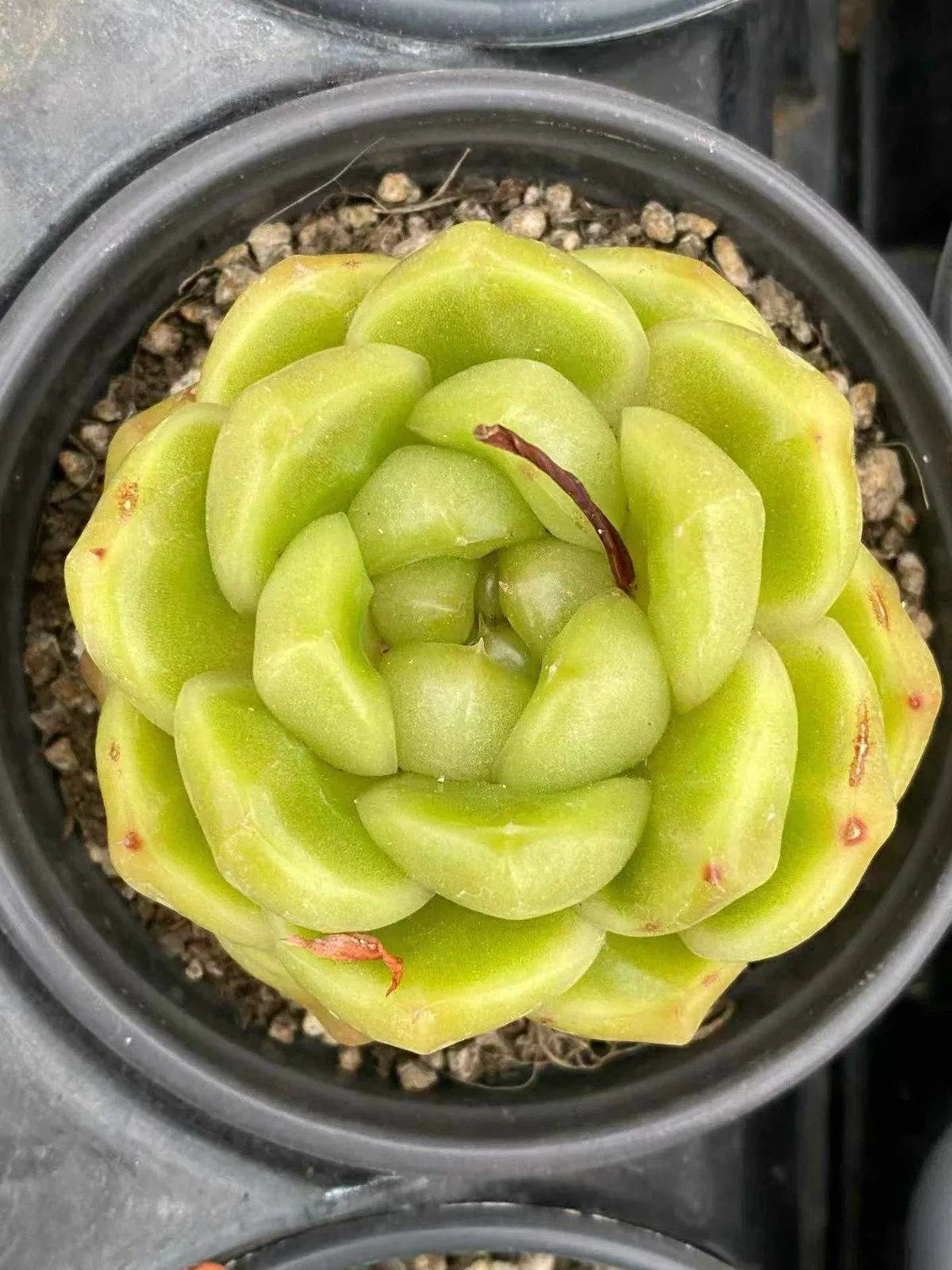 Blue Water Ghost (蓝水鬼) succulent — wholesale bare-root export, SouthQuest Farm