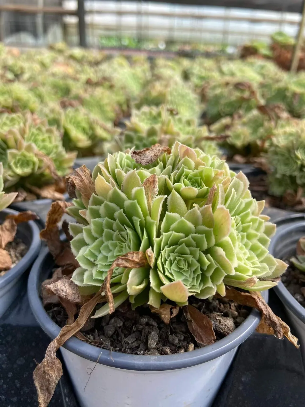 Blue Wave Aeonium (Compact-grown) Cluster (碧浪精控小法师群) succulent — wholesale bare-root export, SouthQuest Farm