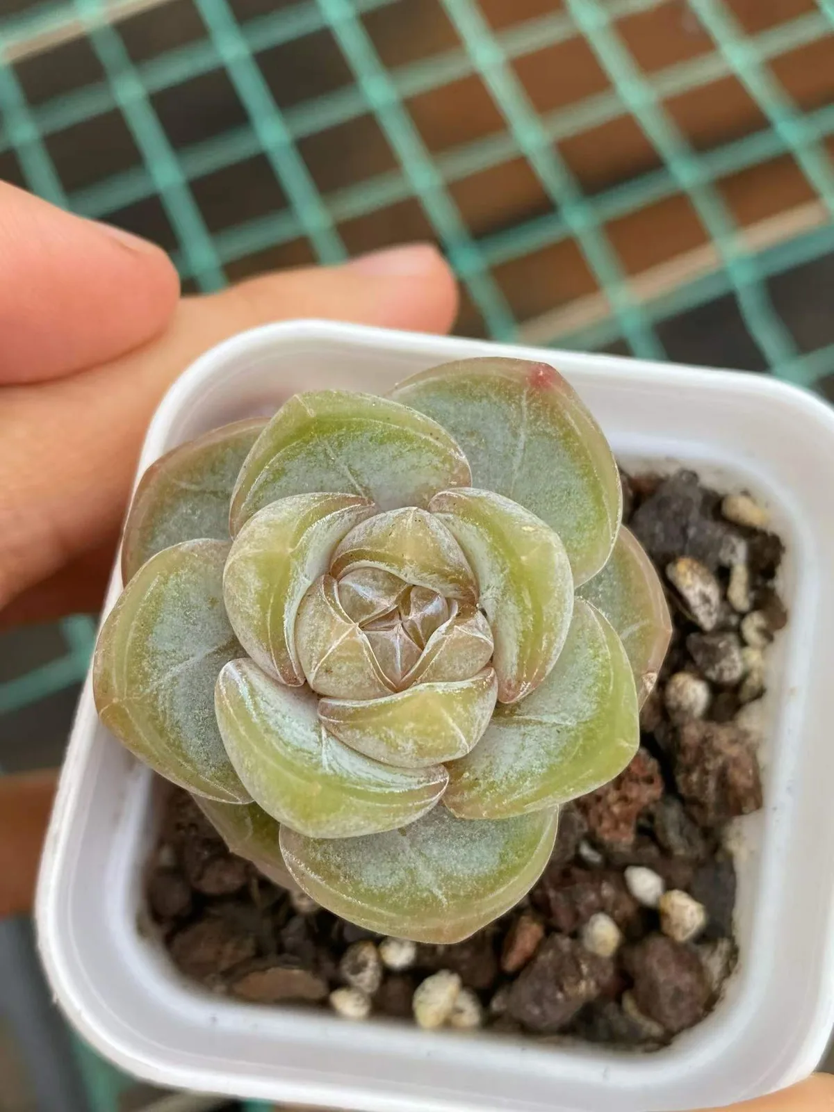 Brandy (白兰地) succulent — wholesale bare-root export, SouthQuest Farm