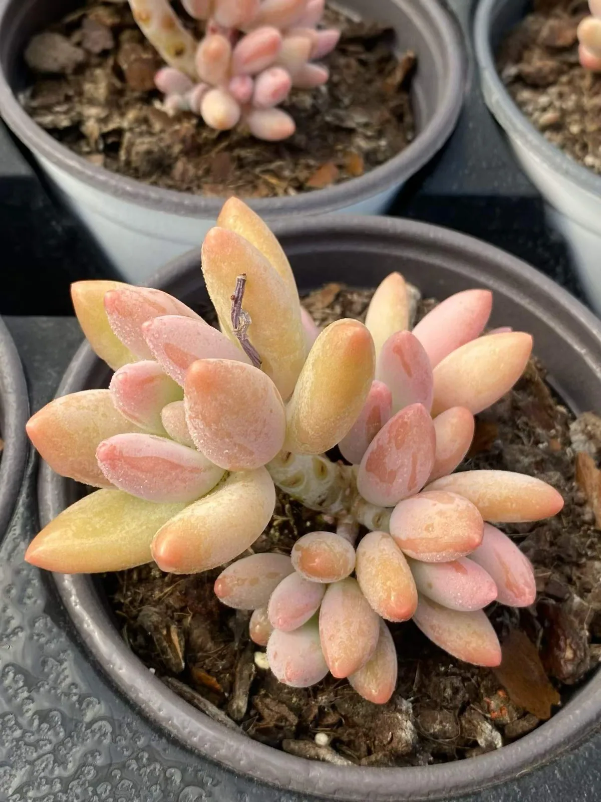 Brandy Beauty (白兰地美人) succulent — wholesale bare-root export, SouthQuest Farm