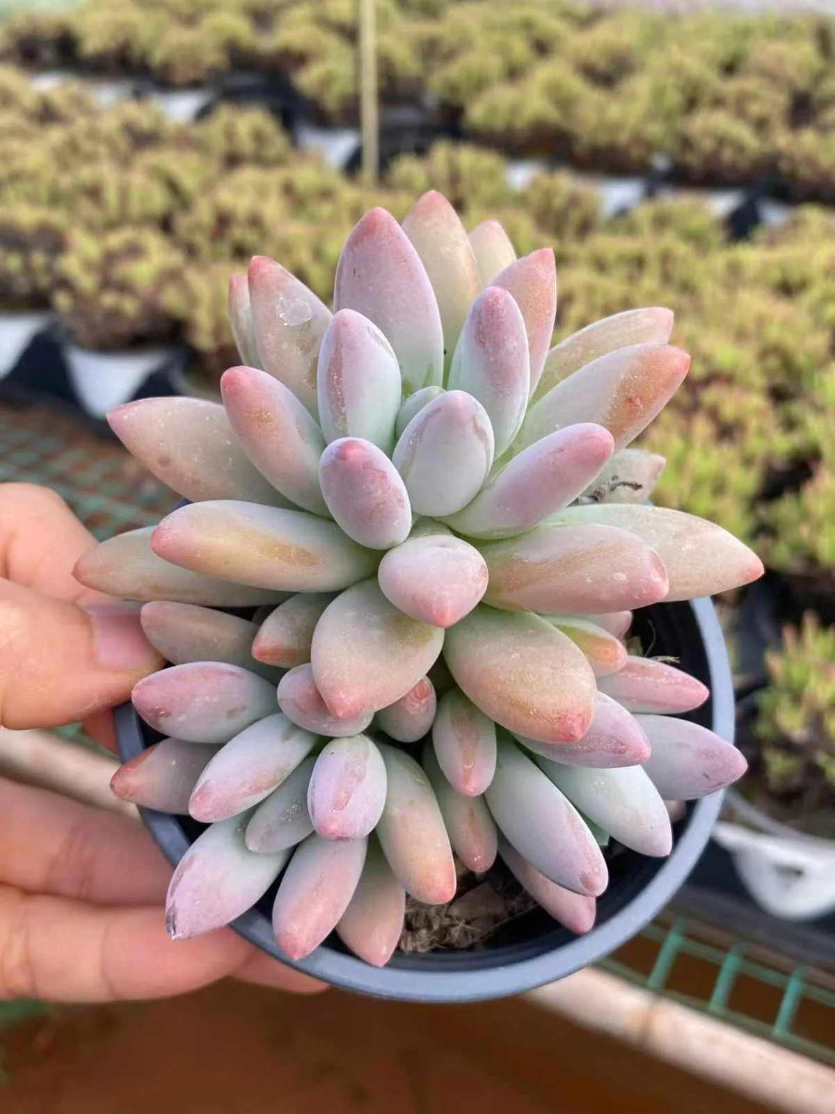 Brandy Beauty Cluster (白兰地美人群) succulent — wholesale bare-root export, SouthQuest Farm