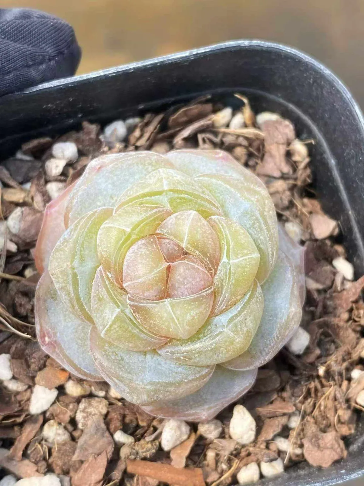 Brandy Candy Heart Single (白兰地糖心单头) succulent — wholesale bare-root export, SouthQuest Farm