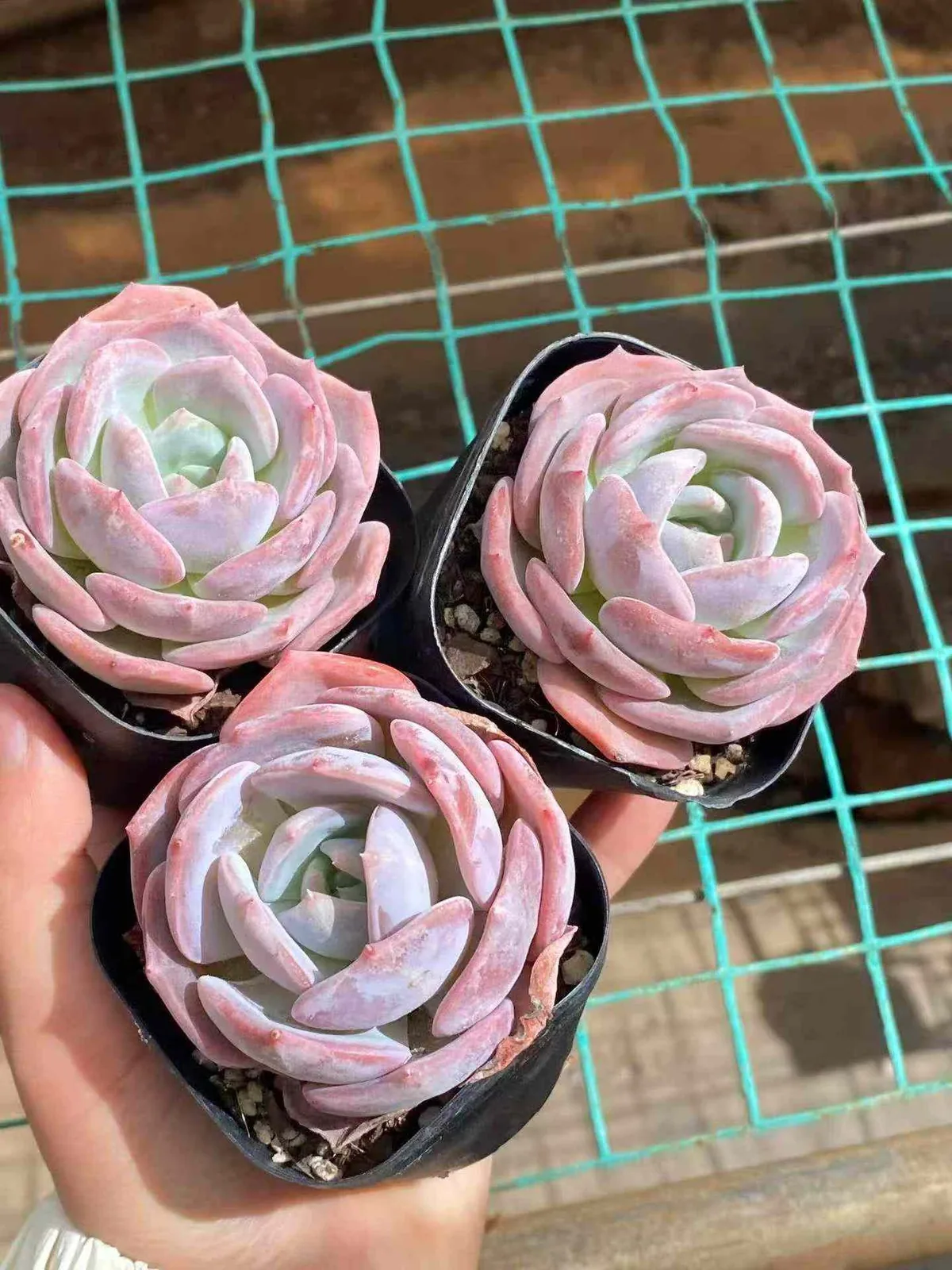 Broadleaf Lotus (宽叶莲) succulent — wholesale bare-root export, SouthQuest Farm