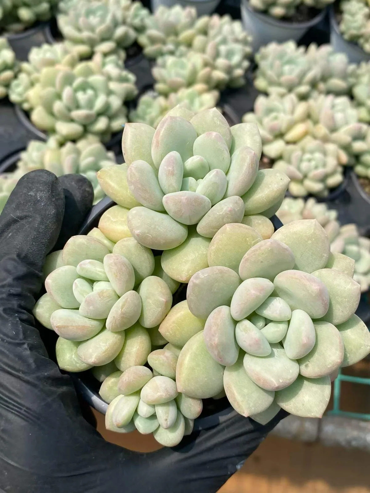 Bubble Gum Cluster (泡泡糖群) succulent — wholesale bare-root export, SouthQuest Farm