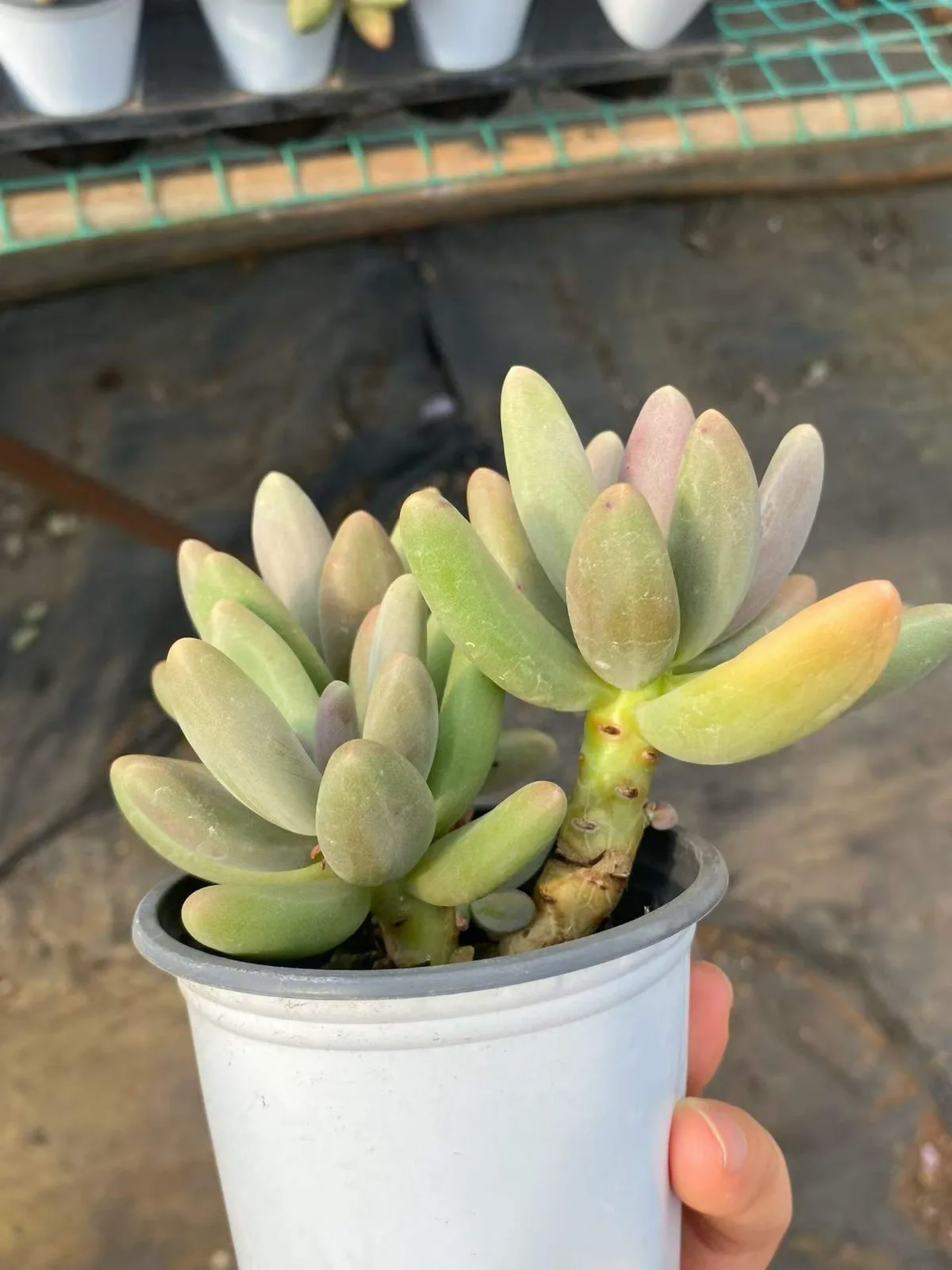 Candy Beauty Cluster (糖果美人群) succulent — wholesale bare-root export, SouthQuest Farm