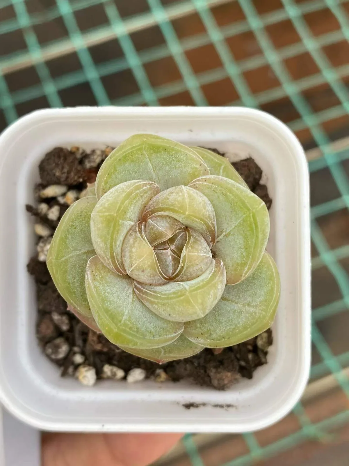Candy Heart Brandy (糖心白兰地) succulent — wholesale bare-root export, SouthQuest Farm