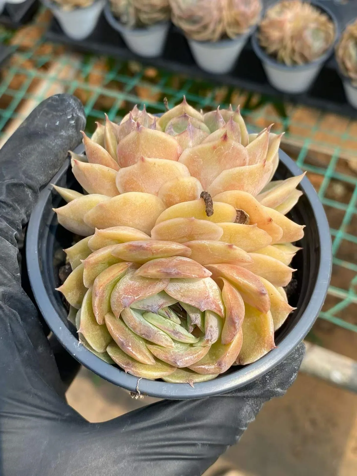 Candy Heart Echeveria 'Onslow' Twin-head (糖心昂斯诺双头) succulent — wholesale bare-root export, SouthQuest Farm