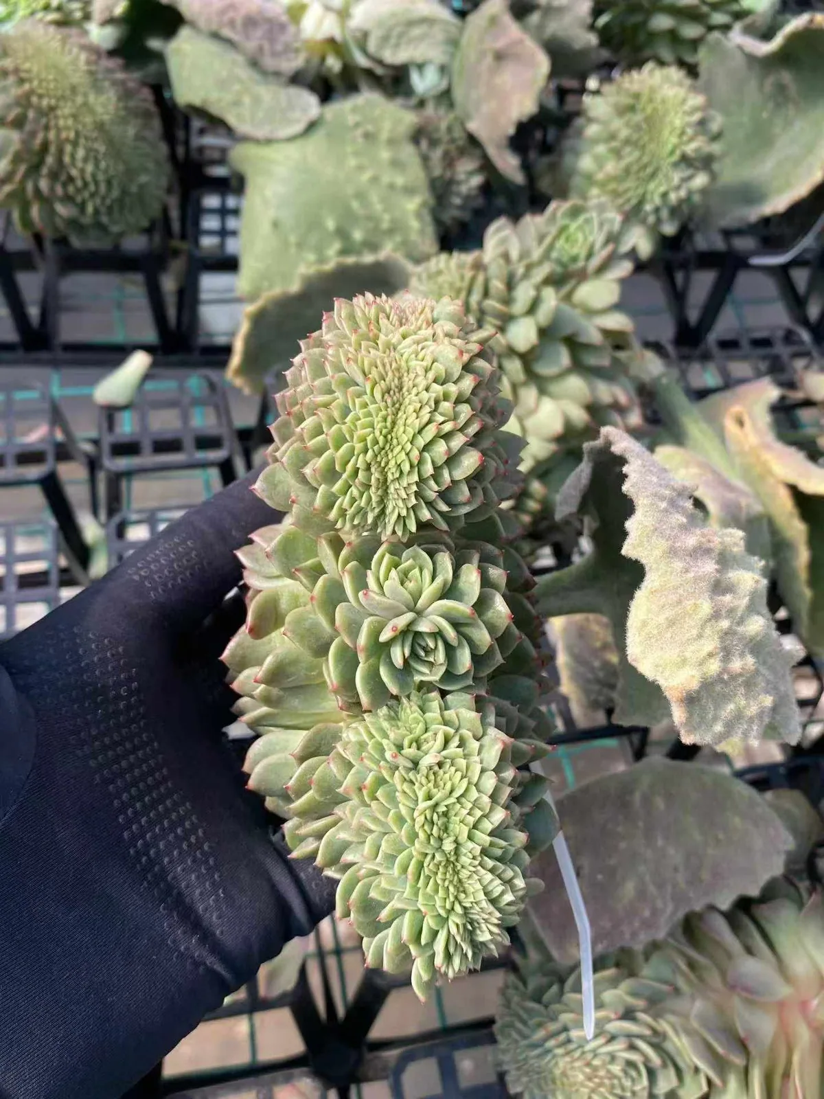 Candy Heart Jenny Crested (糖心珍妮缀) succulent — wholesale bare-root export, SouthQuest Farm