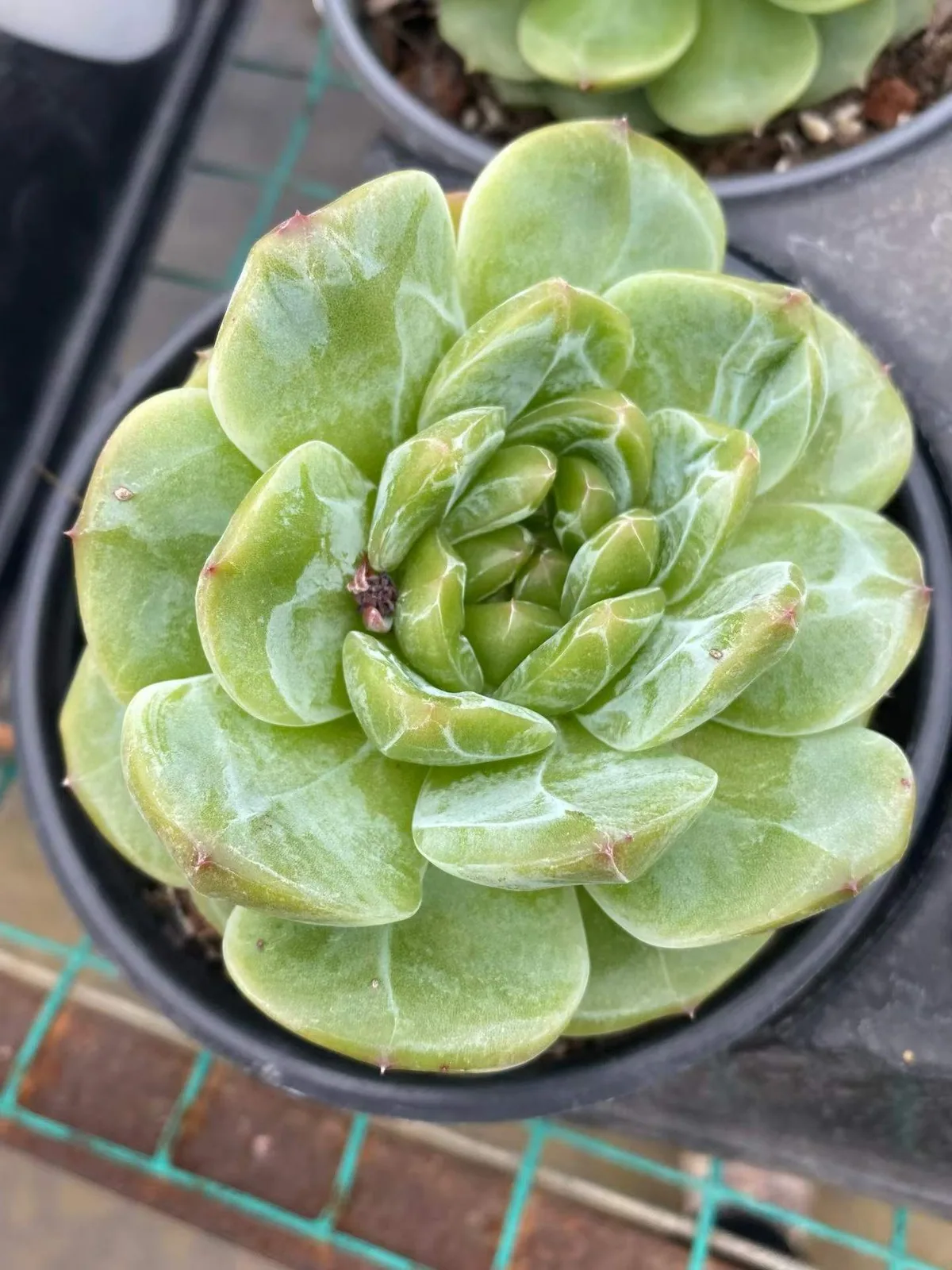 Candy Heart Jenny, Large Single (糖心珍妮大单头) succulent — wholesale bare-root export, SouthQuest Farm