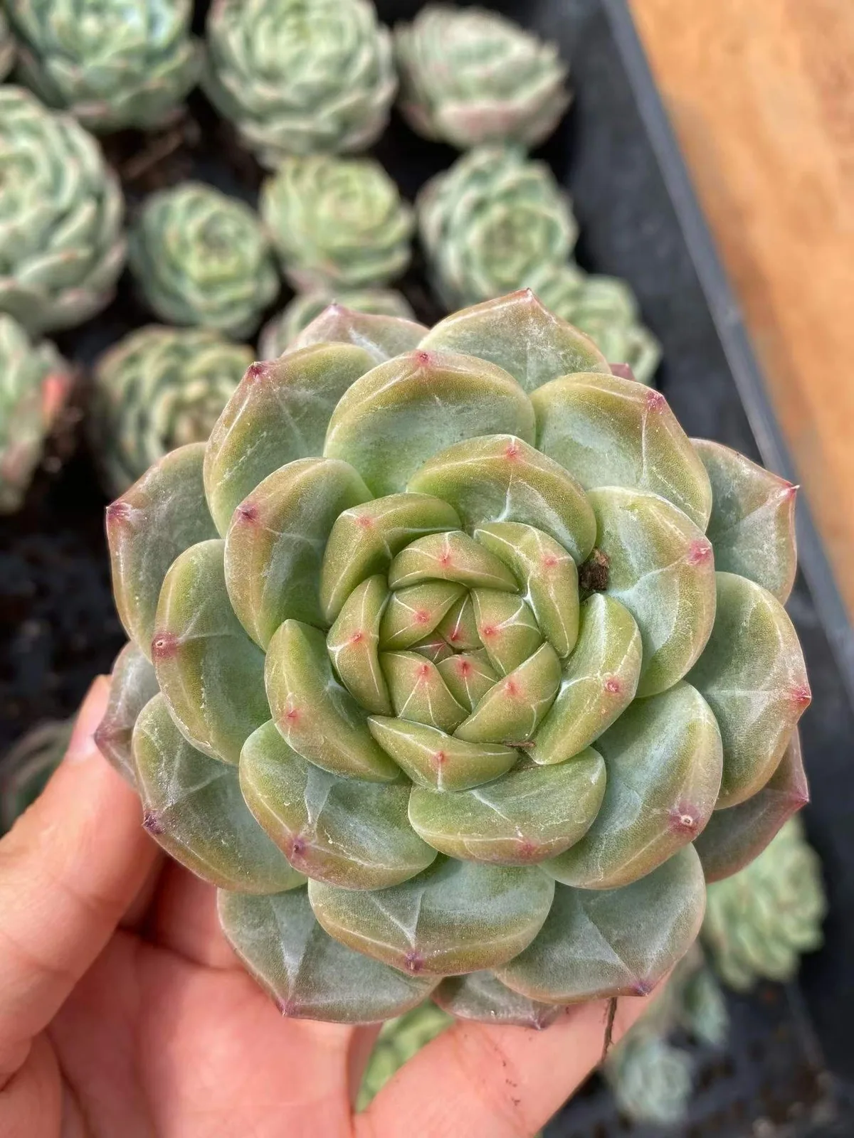 Echeveria Candy Heart Jenny, Large Single (糖心珍妮大单头) succulent — wholesale bare-root export from Yunnan, China (1 of 9)