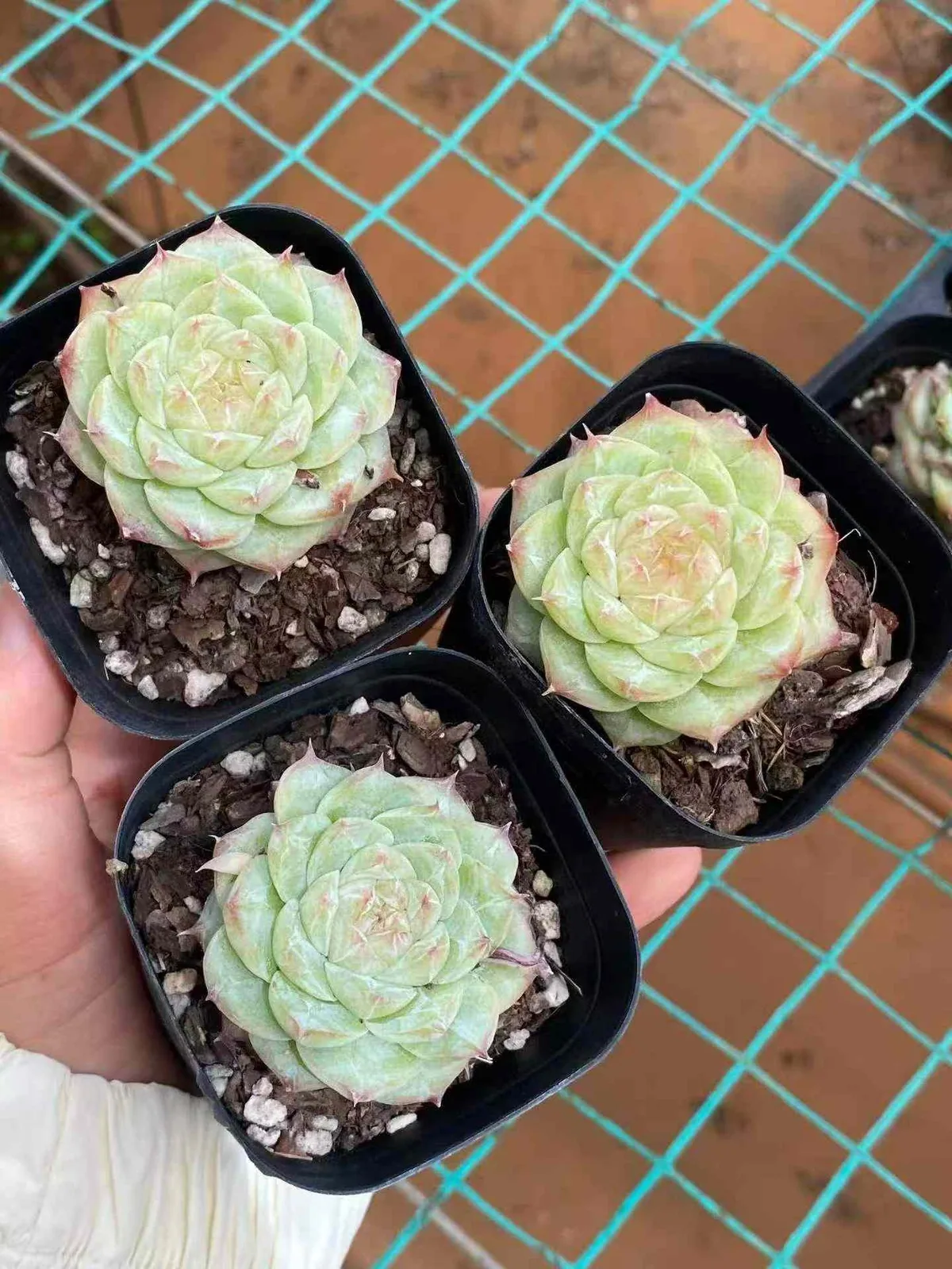 Caramel Macchiato (焦糖玛朵) succulent — wholesale bare-root export, SouthQuest Farm