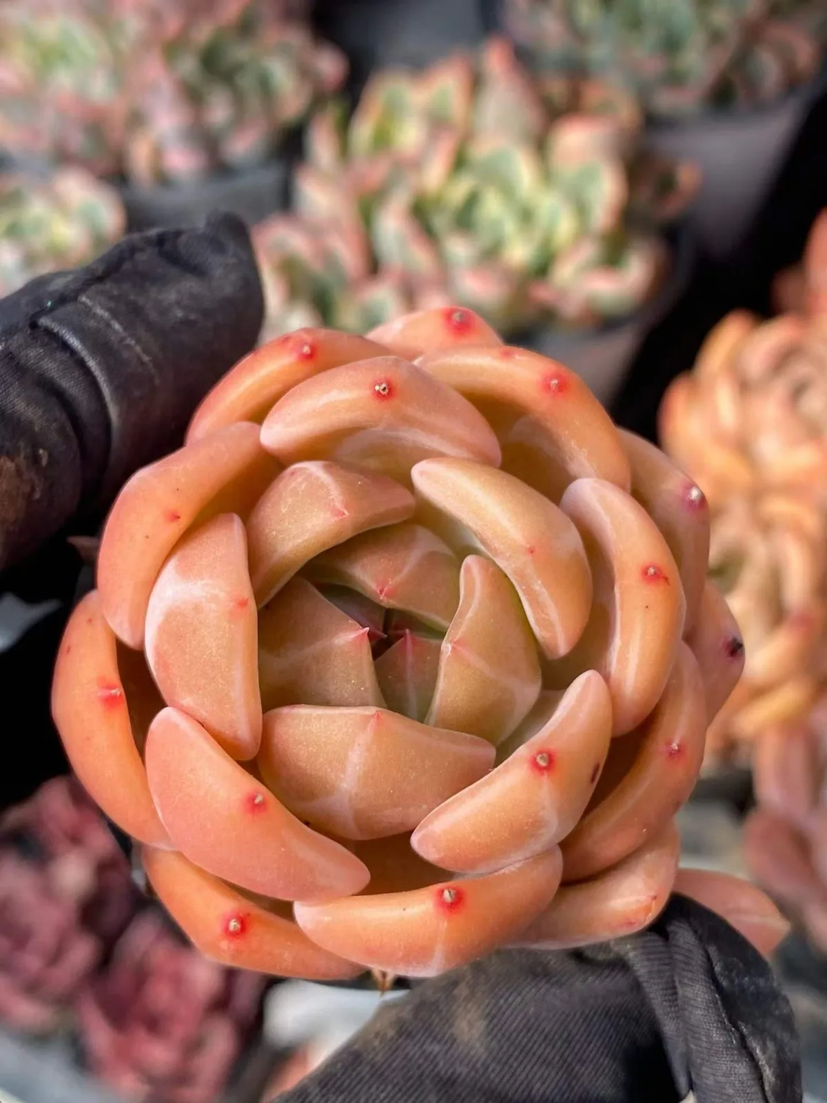 Champagne (香槟) succulent — wholesale bare-root export, SouthQuest Farm