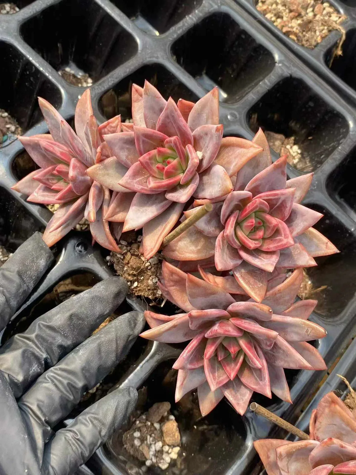 Champagne (香槟三四头朵) succulent — wholesale bare-root export, SouthQuest Farm