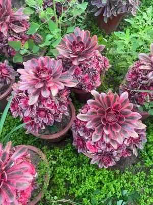 Aeonium 'Chanel' (香奈儿) succulent — wholesale bare-root export from Yunnan, China