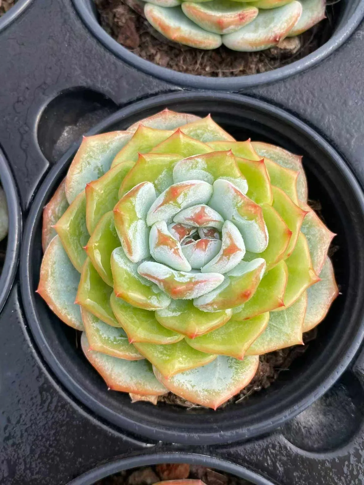 Changqing (长卿思) succulent — wholesale bare-root export, SouthQuest Farm