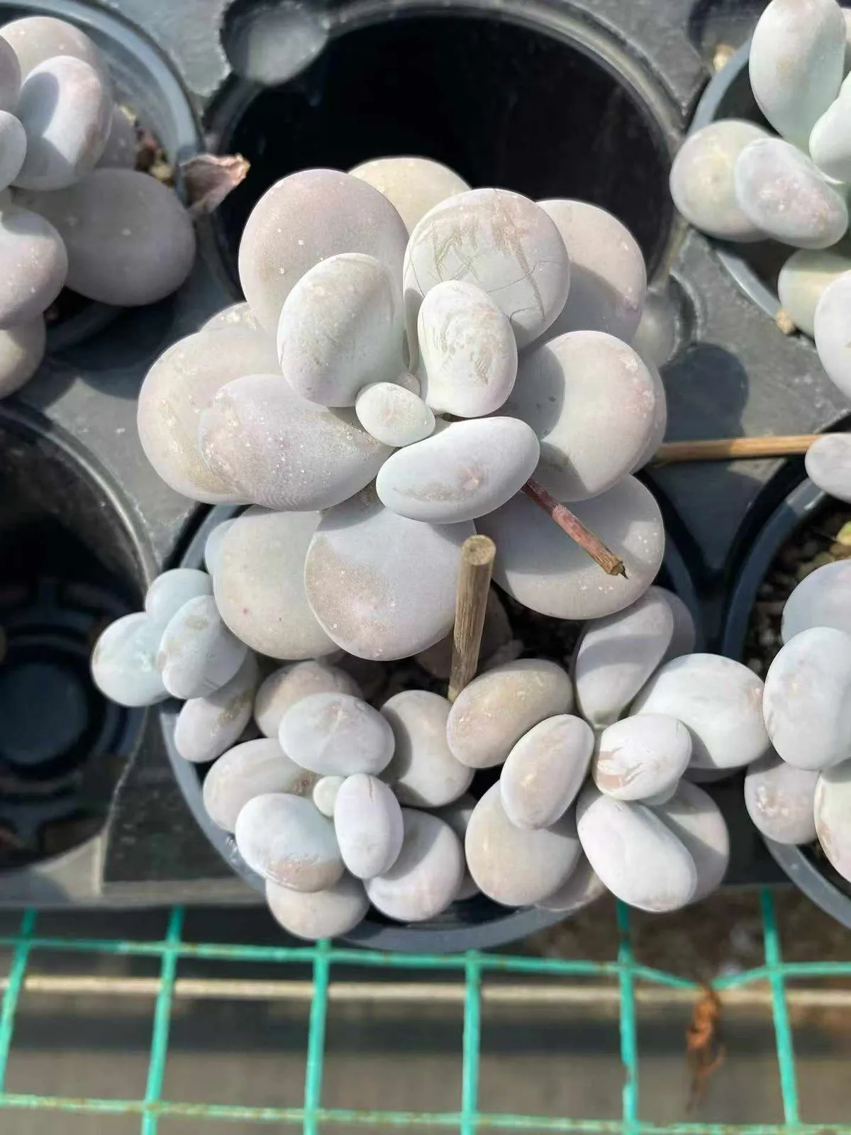 Cheese (奶酪) succulent — wholesale bare-root export, SouthQuest Farm