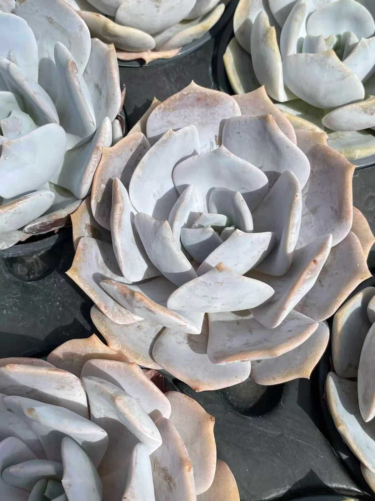 Chirpy Frost (啾啾霜) succulent — wholesale bare-root export, SouthQuest Farm