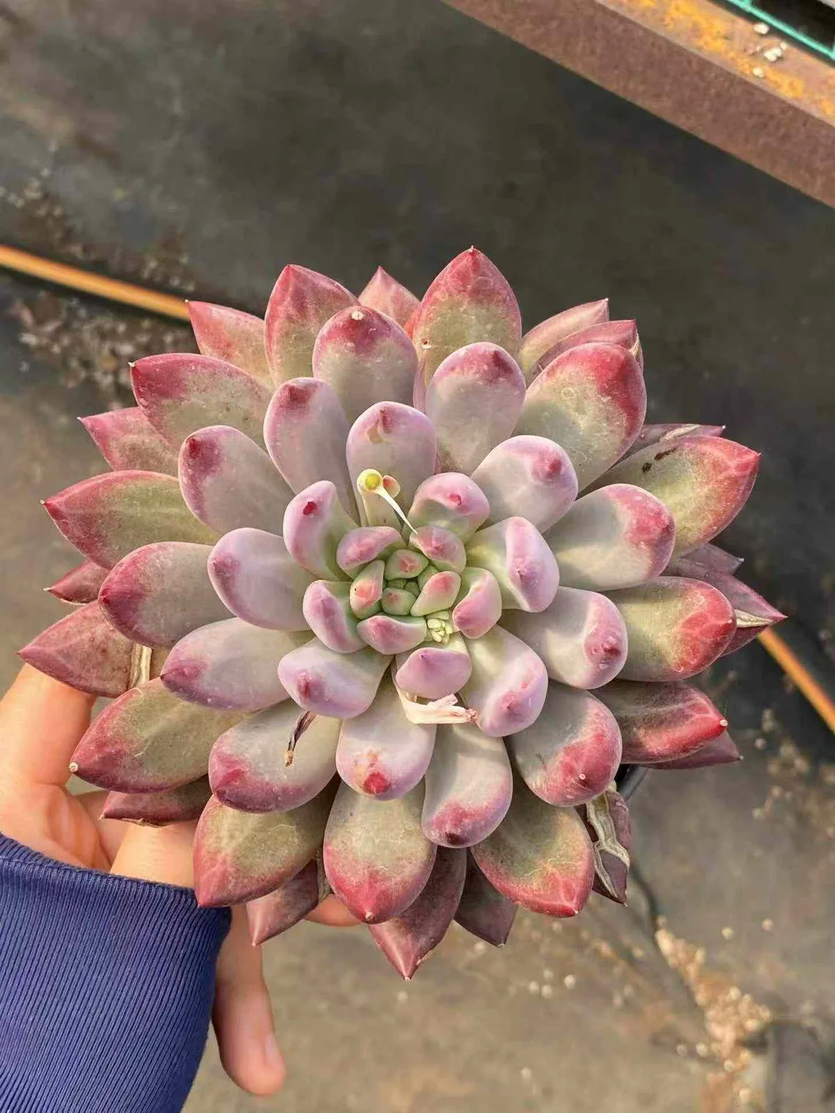Chubby Poppy, Large Single (胖体虞大单头) succulent — wholesale bare-root export, SouthQuest Farm