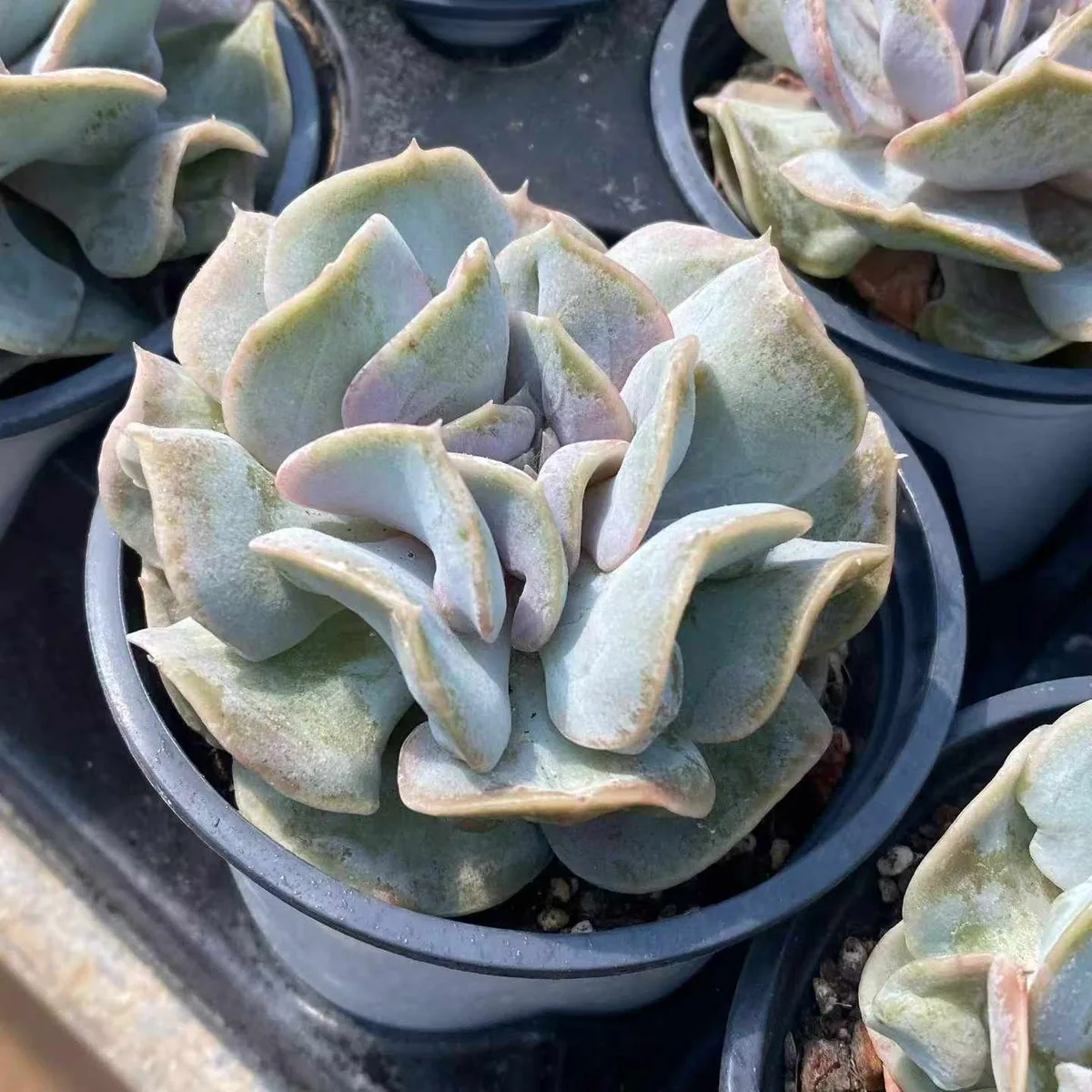 Cloud Fairy (云瑶仙子) succulent — wholesale bare-root export, SouthQuest Farm