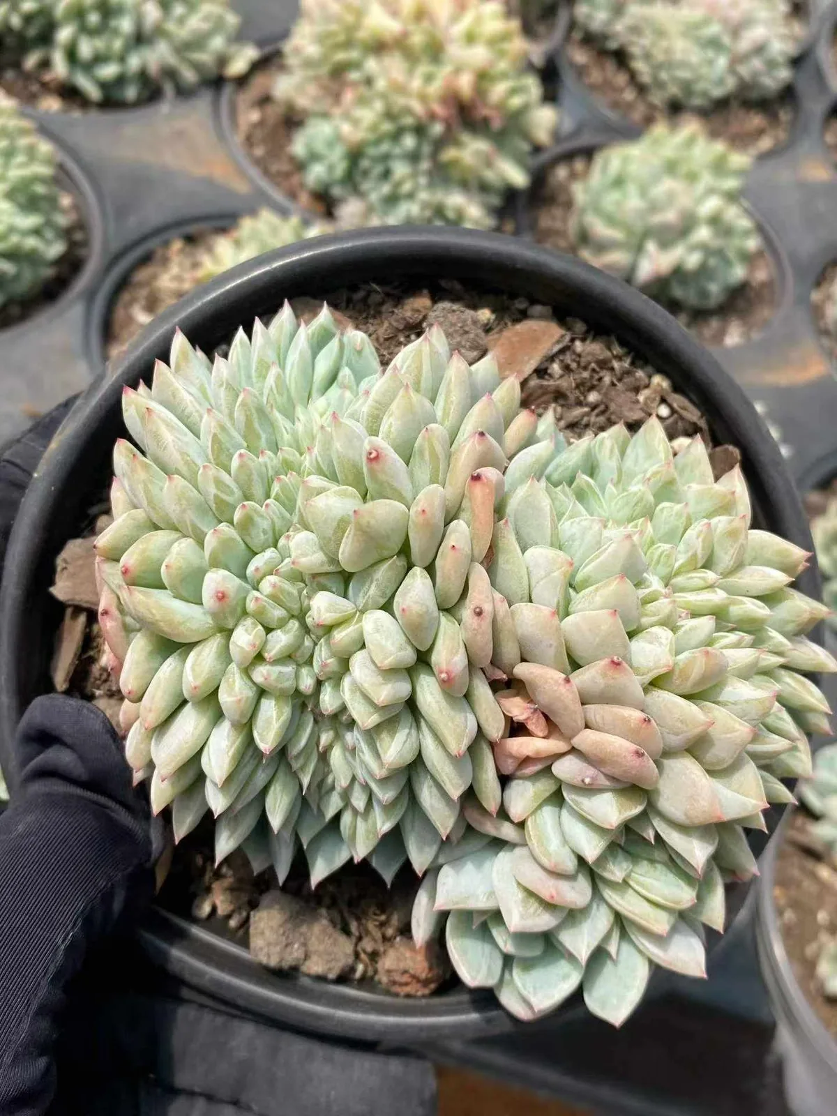 Cody Crested (柯迪缀) succulent — wholesale bare-root export, SouthQuest Farm