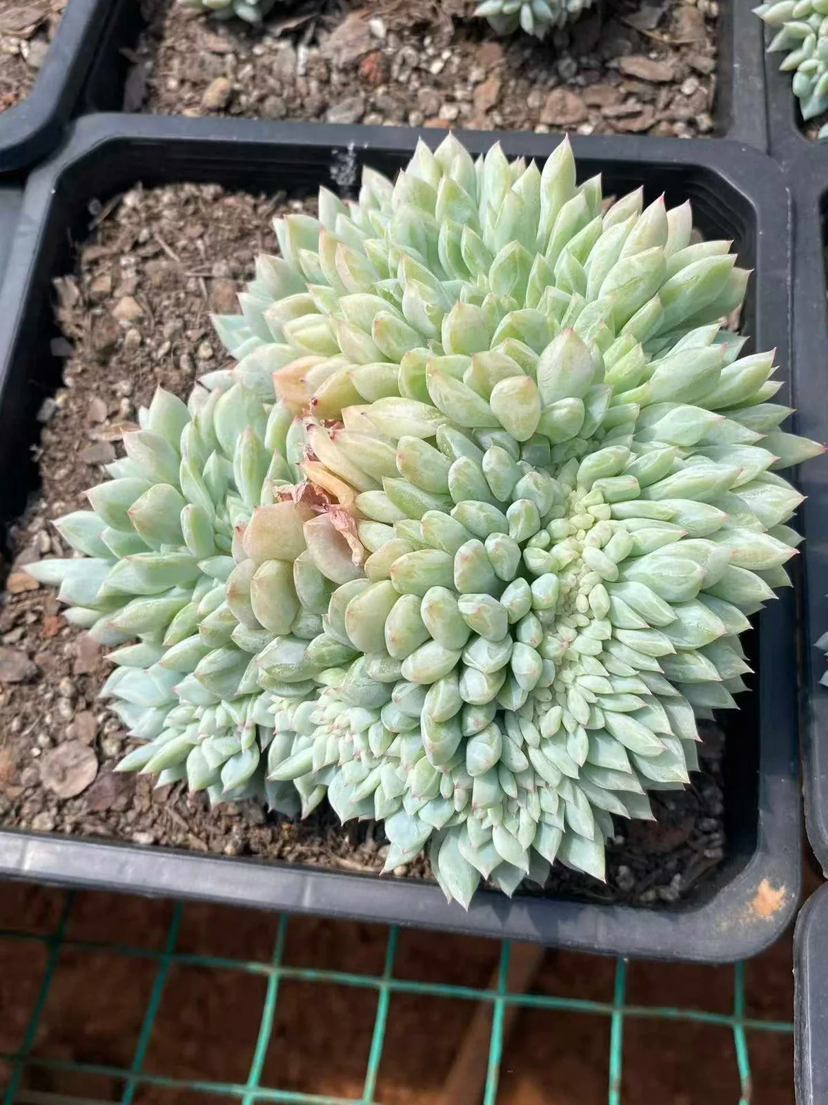 Cody Crested (柯迪缀化) succulent — wholesale bare-root export, SouthQuest Farm